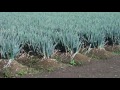 ネギ畑2